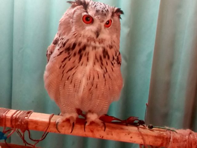 大きいフクロウさん_湘南ふくろうギャラリー