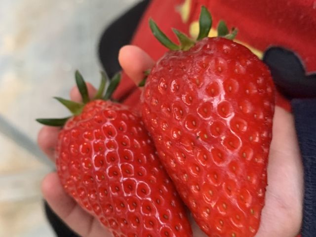 大きくて、美味しいイチゴでした。
次回は、BBQも体験してみたいです。_多度グリーンファーム