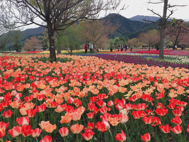 あづみの公園_国営アルプスあづみの公園 堀金・穂高地区