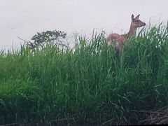 釧路湿原国立公園の写真1
