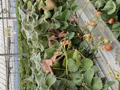 みーちゃんさんのプーさんのいちご園への投稿写真1