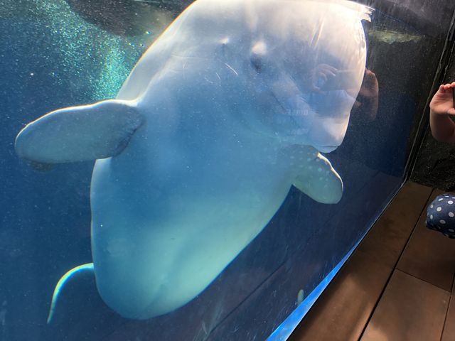 水槽のガラスに頭スリスリしてくれる。可愛い_上越市立水族博物館 うみがたり