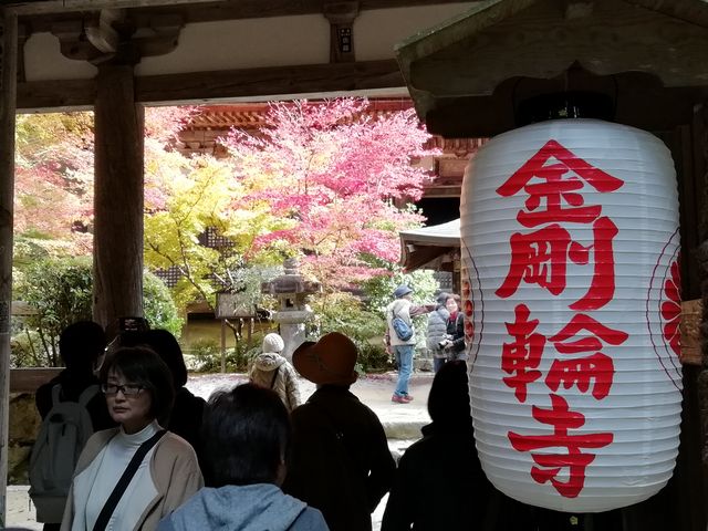 大きな白い提灯のかかる門をくぐると眼前に紅葉と本堂が迫ります_金剛輪寺 二天門