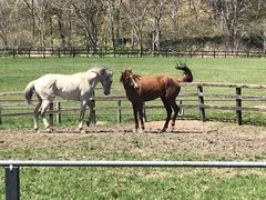 競走馬の放牧の写真1