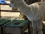 hitoさんの悠久山公園の投稿写真4