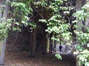 ハルちゃんさんの相良のアイラトビカズラの投稿写真3