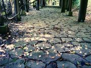 ハルちゃんさんの相良のアイラトビカズラの投稿写真4