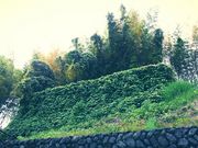 ハルちゃんさんの相良のアイラトビカズラの投稿写真5