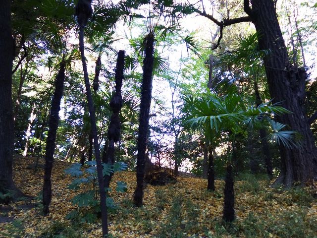 人が少なかったです_木曽山(小石川後楽園)