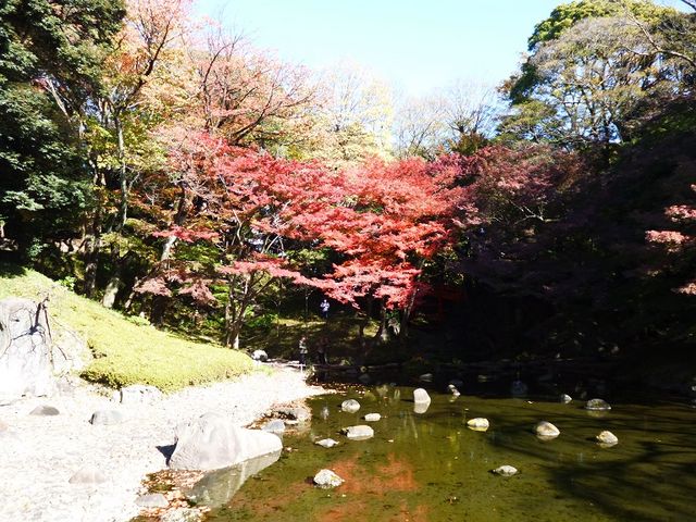 川面に映る紅葉も素晴らしいです_大堰川(小石川後楽園)