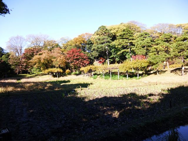 刈り取られた後でした_田端(小石川後楽園)