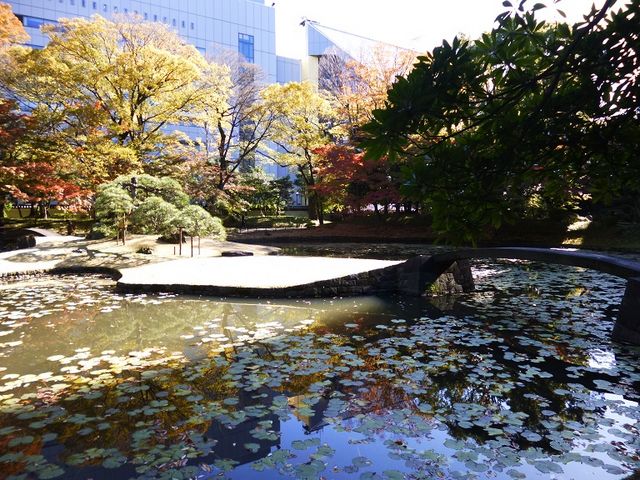 大きな網の目からこれくらいは見えました_内庭(小石川後楽園)