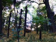 イオンさんの木曽山(小石川後楽園)の投稿写真1