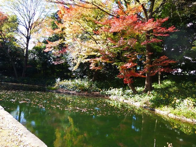 写真を撮っている人も多い場所です_西湖の堤(小石川後楽園)