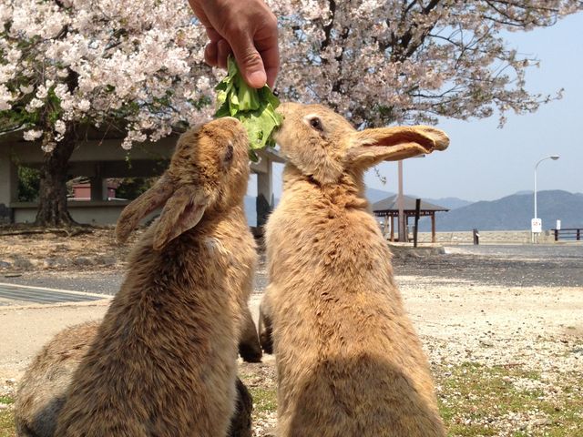 キャベツくう_うさぎの島(大久野島)