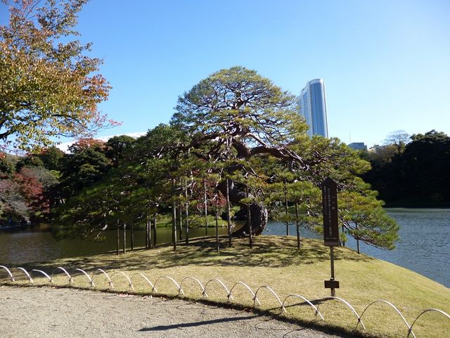 勢いを感じる姿です_一つ松(小石川後楽園)