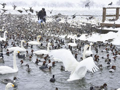 カキゴンさんの瓢湖水きん公園への投稿写真2