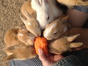 やすさんのうさぎの島(大久野島)の投稿写真1