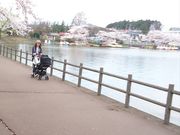 大輔さんの高松公園の桜の投稿写真1