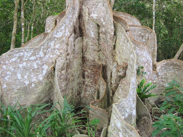国の天然記念物に指定されているサキシマスオウノキの大木_仲間川