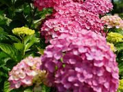 おったんさんの西林寺の投稿写真2