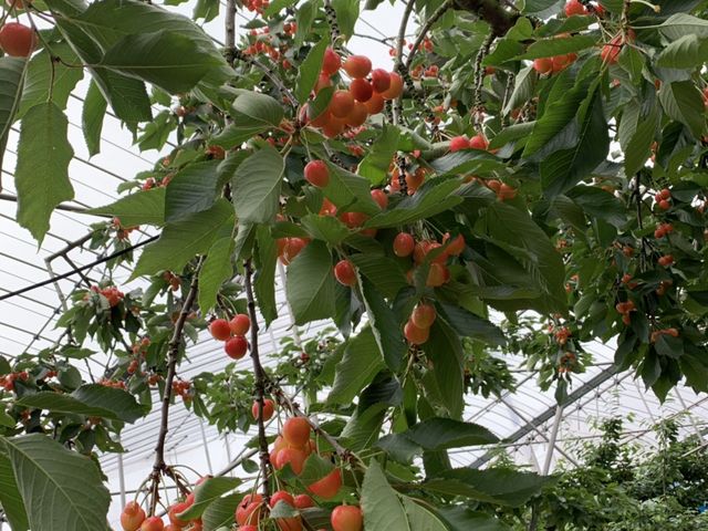 甘いさくらんぼがいっぱいでした。_今野観光果樹園