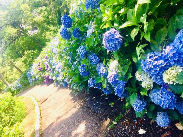 額紫陽花をアップにしてみました_県営馬見丘陵公園