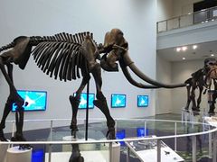 シルっちさんの北海道博物館への投稿写真1
