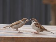 panchanさんの長居公園の投稿写真4