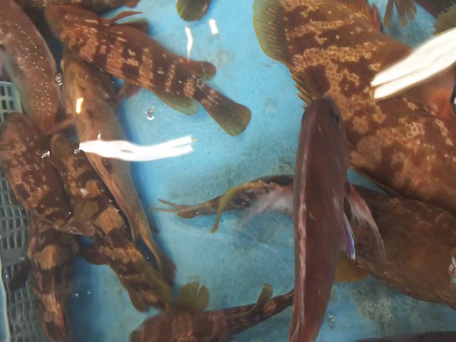 いけすの魚_とれとれ市場