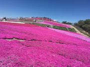 ほーちゃんさんの芝桜の丘の投稿写真1