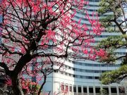 mituさんの日本庭園(ホテルニューオータニ)の投稿写真1