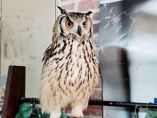 看板フクロウの梵ちゃん_有田柳窯