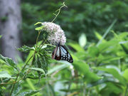 okeiさんの早稲沢・デコ平自然ふれあい探勝路の投稿写真3