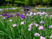 Dr.Beanさんの四季の里公園の投稿写真1