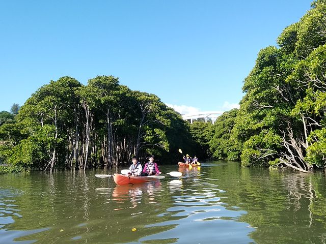 マングローブ_ふくらしゃや自然体験塾