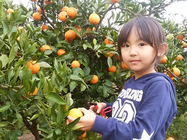 兵庫からご家族で来られたお嬢さんに撮影をお願いしました_やすぎ観光みかん園