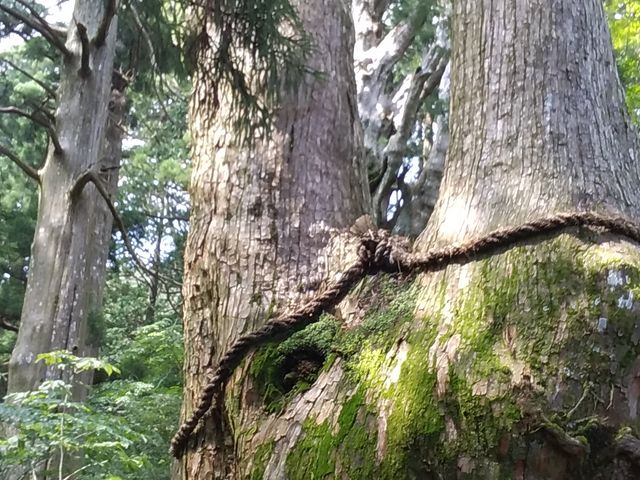 夫婦杉_玉置山