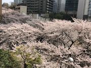 ロイママさんのアークヒルズの投稿写真1