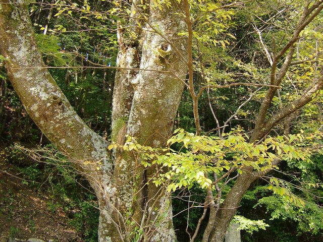 yulaさんの秀衡桜の投稿写真1