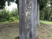Shotaさんの朝日山古戦場の投稿写真1