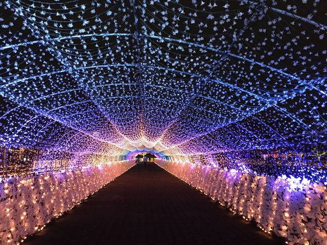 桜の花びらのトンネルは色が変わります_東京シティ競馬(大井競馬場)