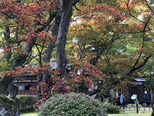 緑とコラボ_もみじ園
