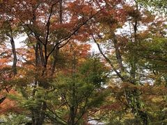 hitoさんのもみじ園への投稿写真1