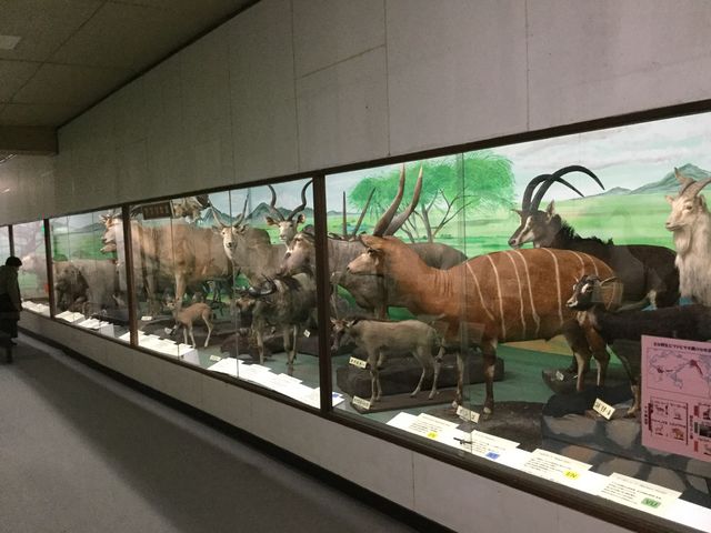 迫力の展示_つやま自然のふしぎ館