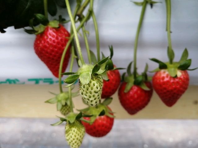 可愛い!_苺園かめハウス