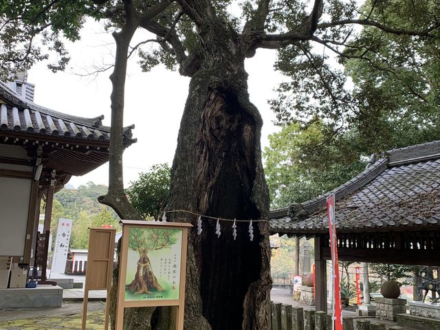 魂依の木_八幡竈門神社