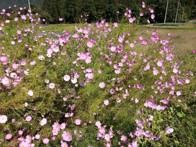 コスモスが揺れている_前沢ふるさと公園