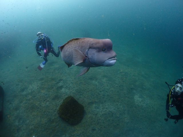 コブダイがいます_ステラマリス
