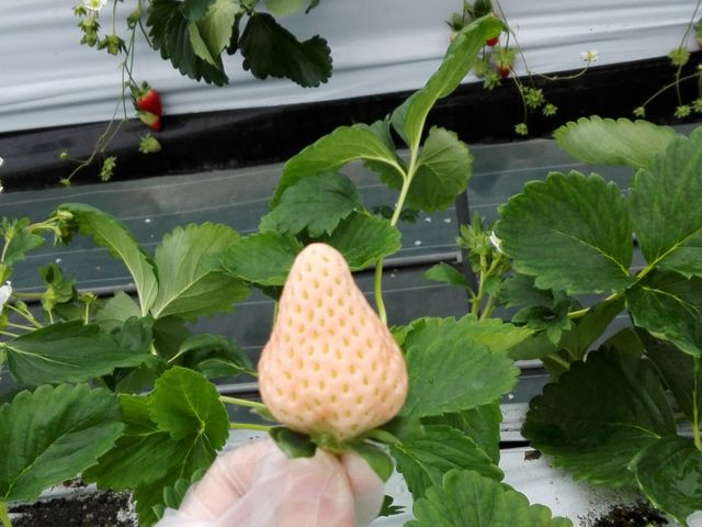 見た目は甘くなさそうだけど、めちゃ甘い!_佐藤農園